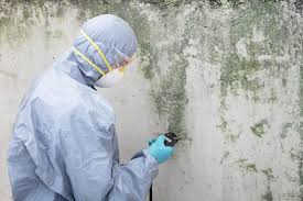 Pinehurst, ID Mold Removal Company